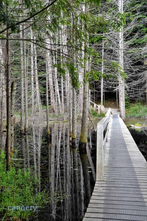 boardwalkthrough wetland